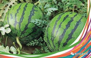 林州吃瓜最新爆料,揭秘最新爆料背后的真相