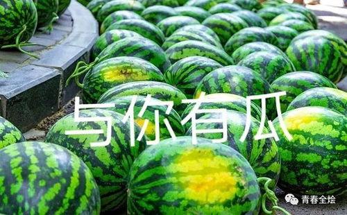 河北美术学院吃瓜网红,吃瓜网红带你领略校园美食风情